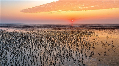 UFC下注平台