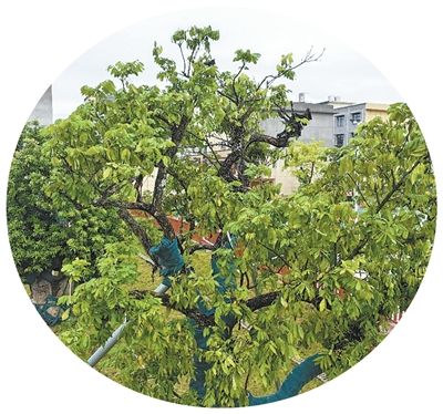 UFC下注平台