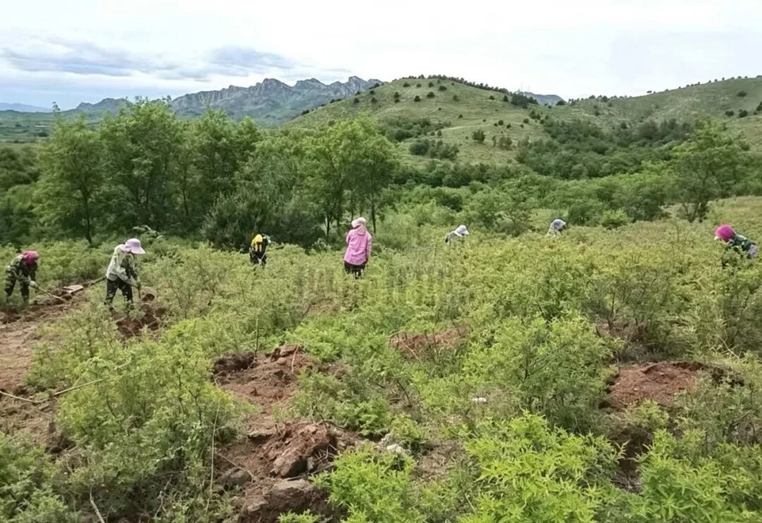 UFC下注平台